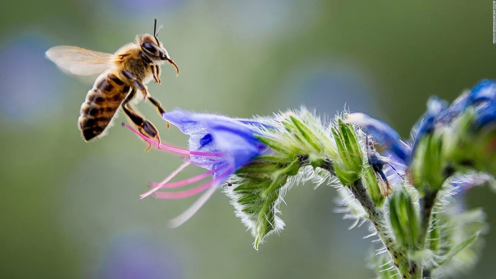 Растение с нектаром. Бабочка пчела. Нектар цветка. Пчела собирает нектар. Медоносная пчела.