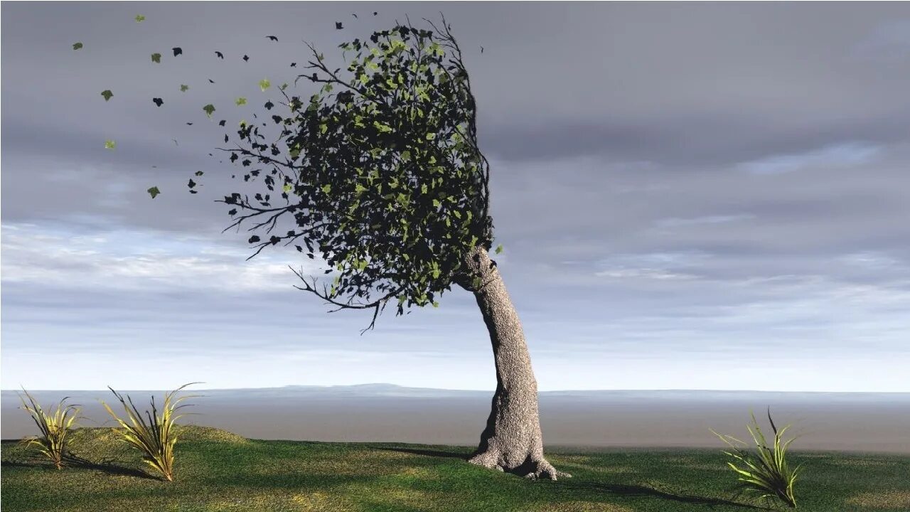 Склонившееся дерево. Дерево на ветру. Сильный ветер деревья. Природа. Сильный ветер фото.