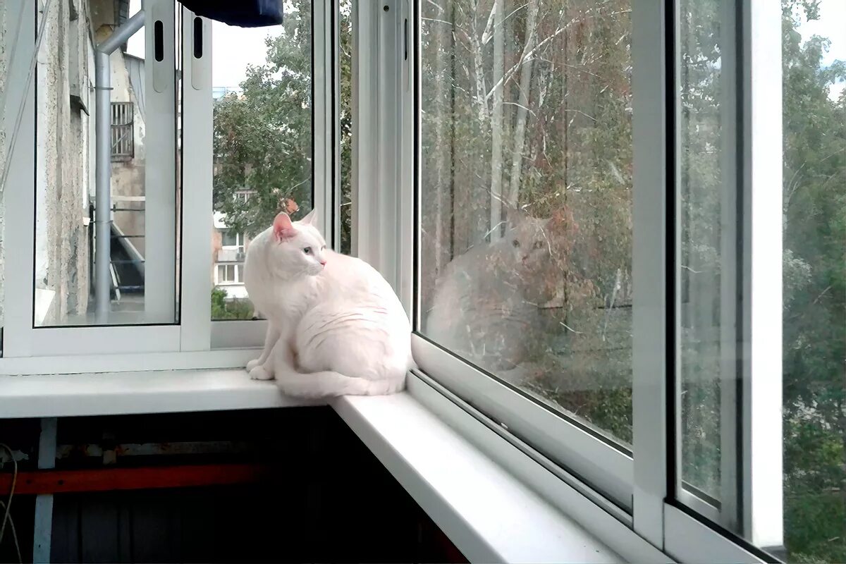 Антикошка на окна. Балкончик антикошка. Кот сетка антикошка. Сетка антикошка на раздвижные окна.