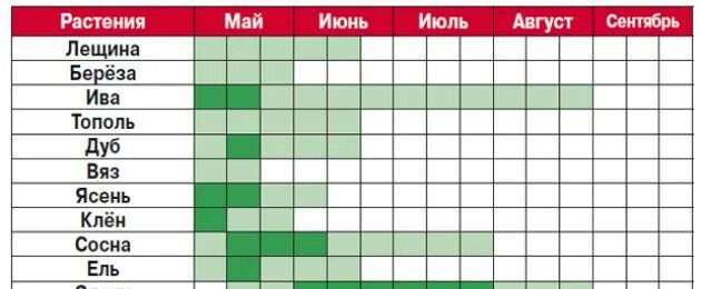 Период аллергии на цветение. Календарь цветения березы. Период цветения березы в Москве. Календарь аллергика. Календарь цветения для аллергиков 2024