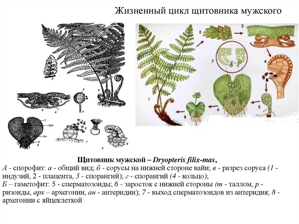 Спорофиты папоротникообразных. Жизненный цикл папоротника щитовника мужского. Жизненного цикла щитовника мужского (dryópteris fílix-mas).. Цикл развития папоротника щитовника мужского. Щитовник мужской жизненный ЦИК.