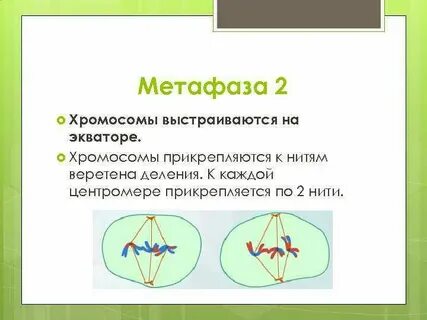 Нити веретена деления прикрепляются к центромере хромосом