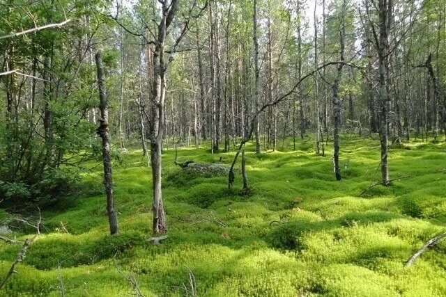 Природно заповедный фонд. Кологривский лес заповедник. Кологривский лес Костромская область. Природные заповедники Костромской области. Биосферный резерват Кологривский лес Костромская область.