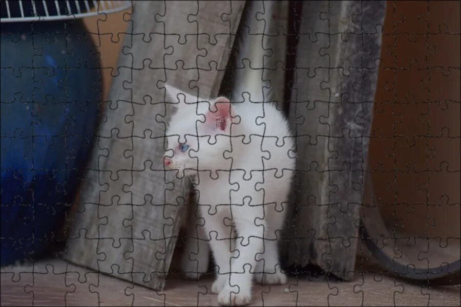 Брошенный котенок. Белый котик улица. Бездомные кошки. Белый уличный котенок. Котенок на улице.