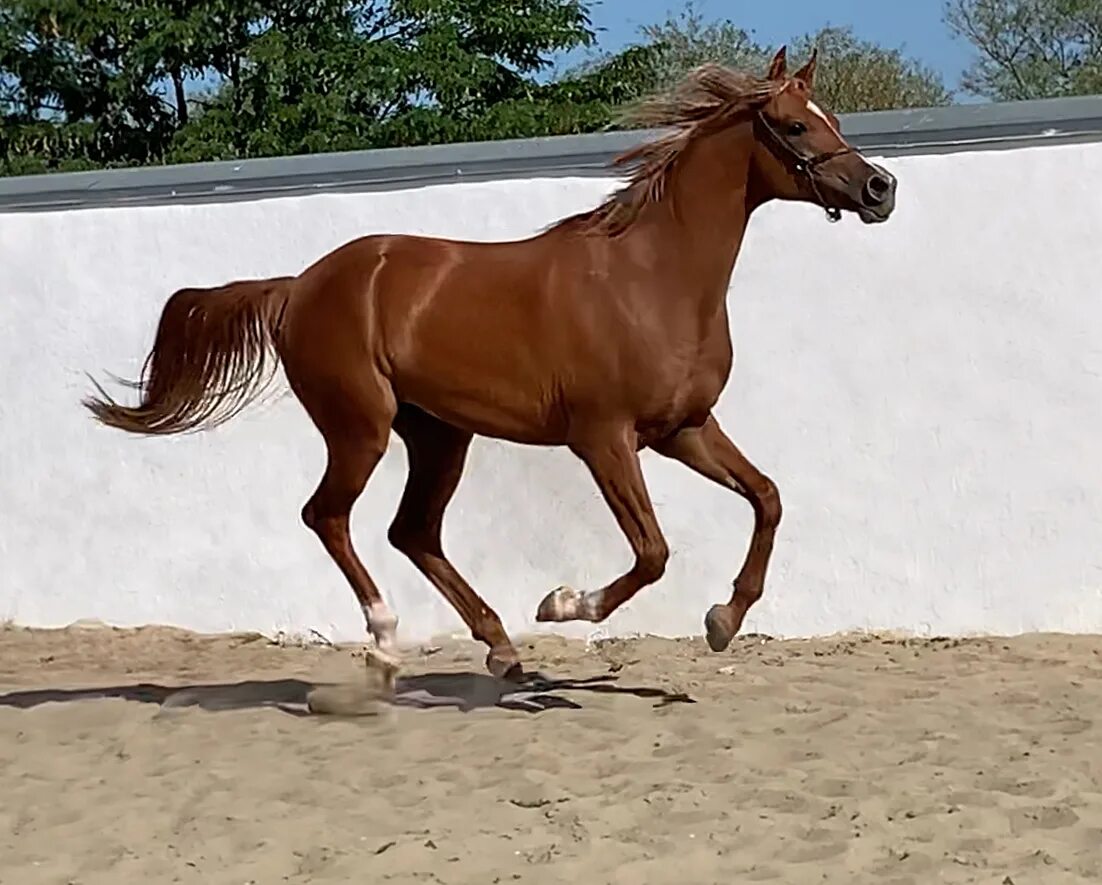 буденновский жеребец рэтив. донская порода лошадей конезавод. жеребец. ростовская порода. донской жеребец магеллан.