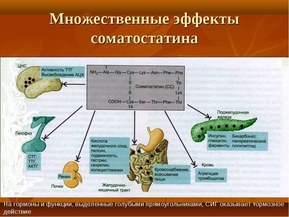 Соматотропин поджелудочной железы. Соматостатин гормон поджелудочной железы. Соматостатин поджелудочной железы физиология. Соматостатин поджелудочной железы функция. Соматостатин синтезируют клетки поджелудочной железы.