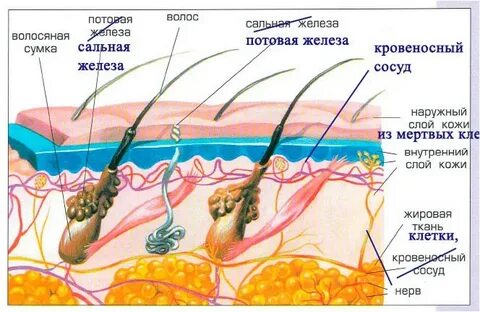 Кожа по окружающему миру