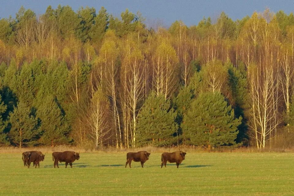 Национальный парк орловское. Национальный парк Орловское Полесье. Орел заповедник Орловское Полесье. Орловская область нац парк Орловское Полесье. В национальном парке «Орловское Полесье» (Орловская область).