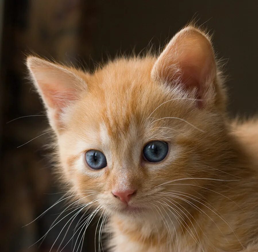 Серый кот с голубыми глазами. Как назвать кота с голубыми глазами. Као мани порода кошек. Сиамская кошка бурая. Балинезийская кошка.