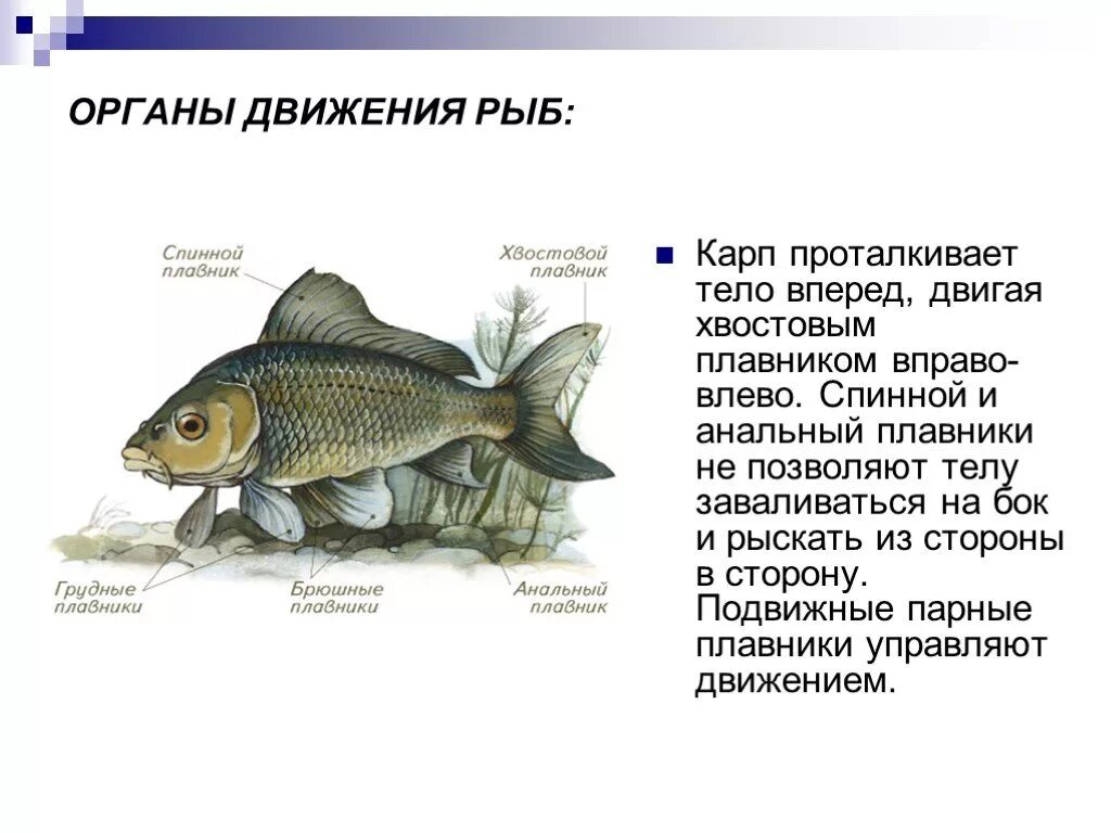 Способы передвижения рыб. Органы движения рыб. Спинной плавник у рыб. Плавники у рыб презентация.