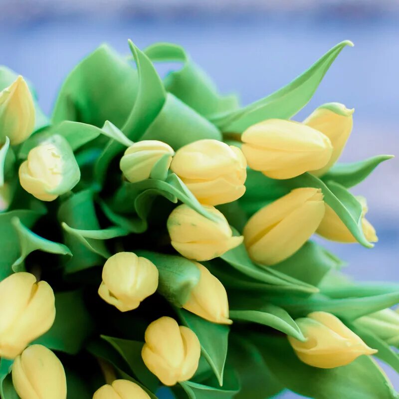 Доставка тюльпанов спб недорого. Мелкие тюльпаны. Мелкие желтые тюльпаны. 25 Желтых тюльпанов. Желтые и зеленые тюльпаны в букете.