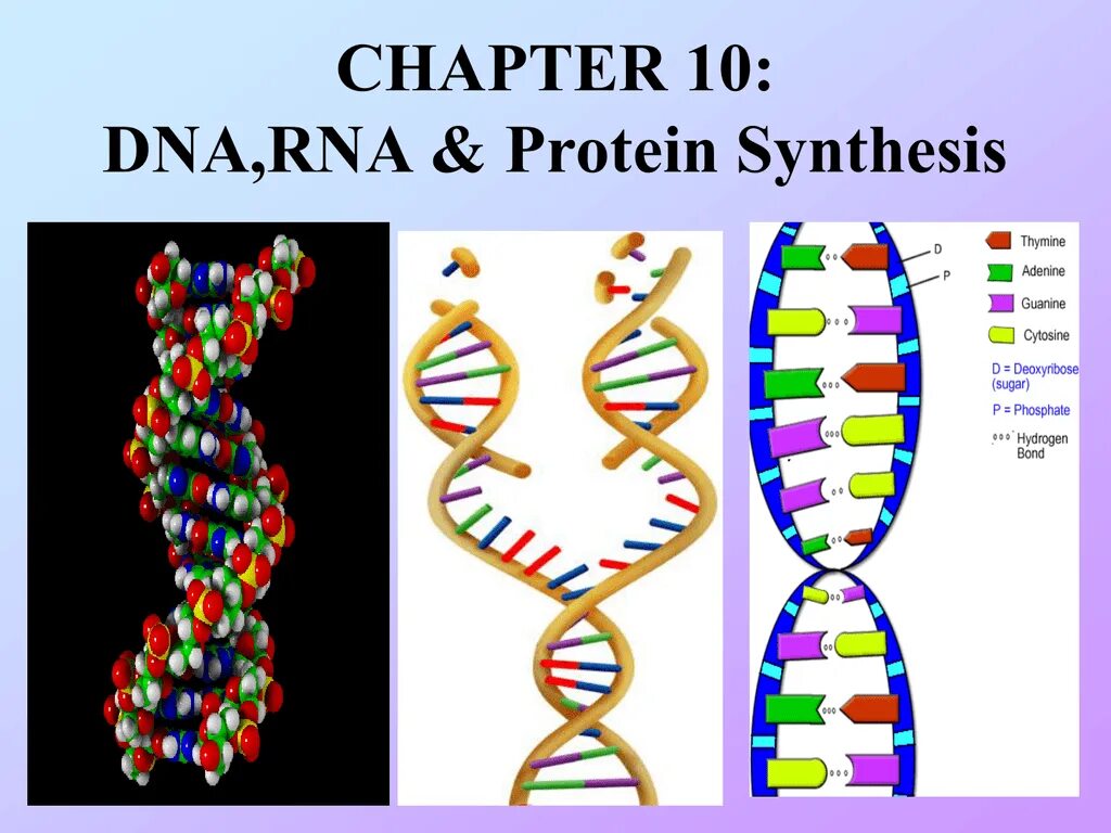 Постройте цепь рнк. Цепочка РНК. Цепочка ДНК. DNA RNA Protein. Из ДНК В РНК.