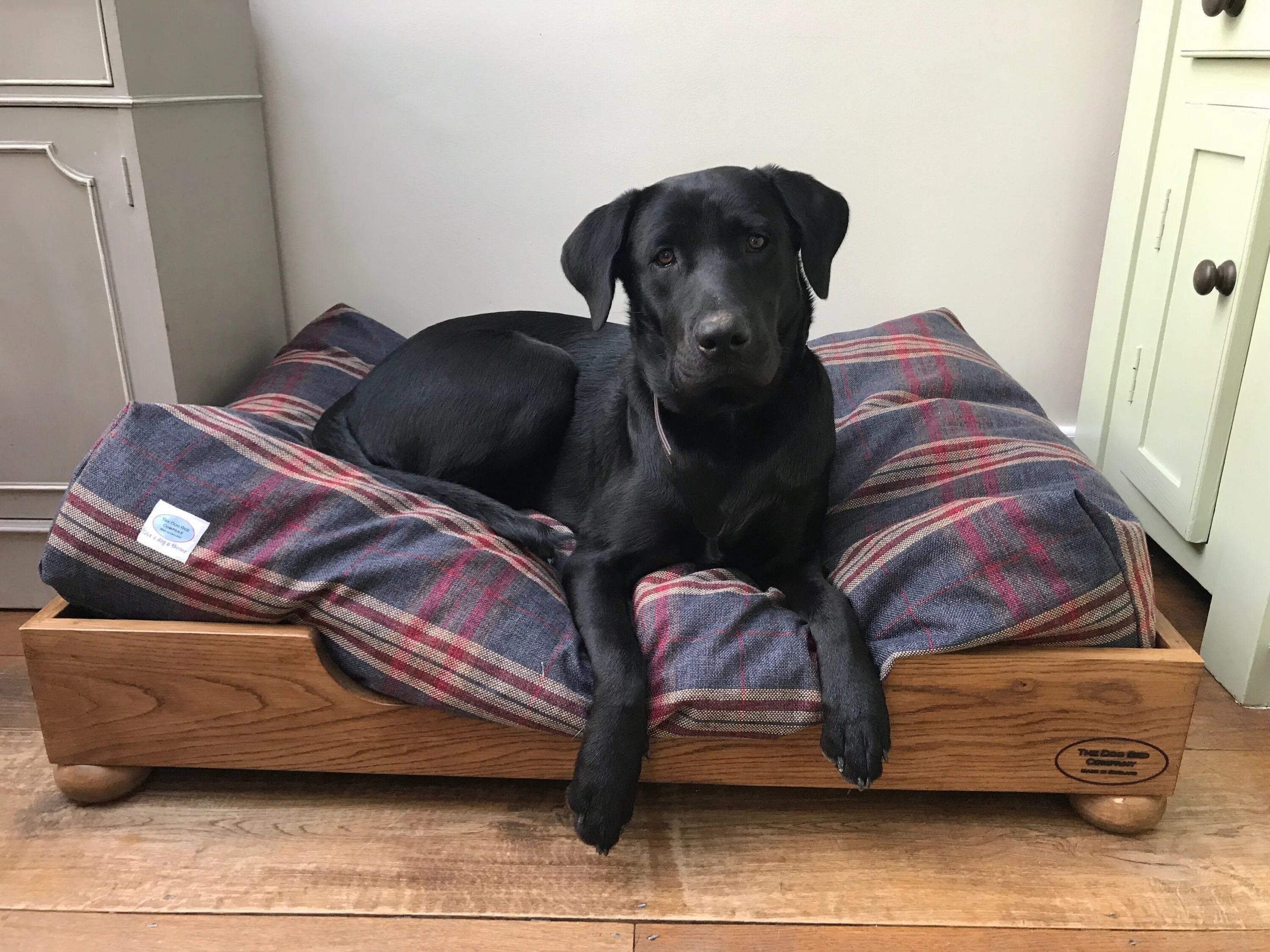 Bedroom dog