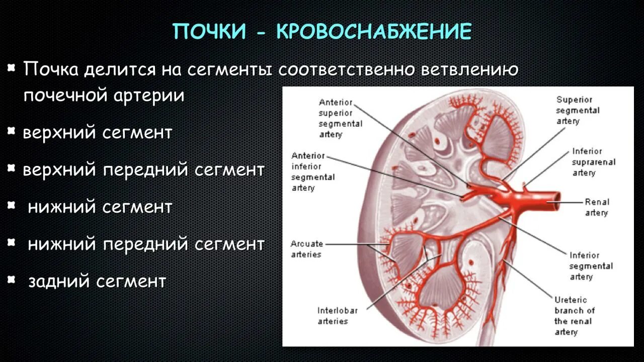 Паренхима почки что это. Строение почечной артерии. Почечные артерии схема. Почечные сосуды анатомия. Кровоснабжение почки.