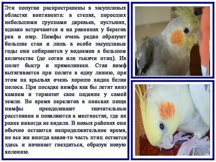 Температура попугая корелла