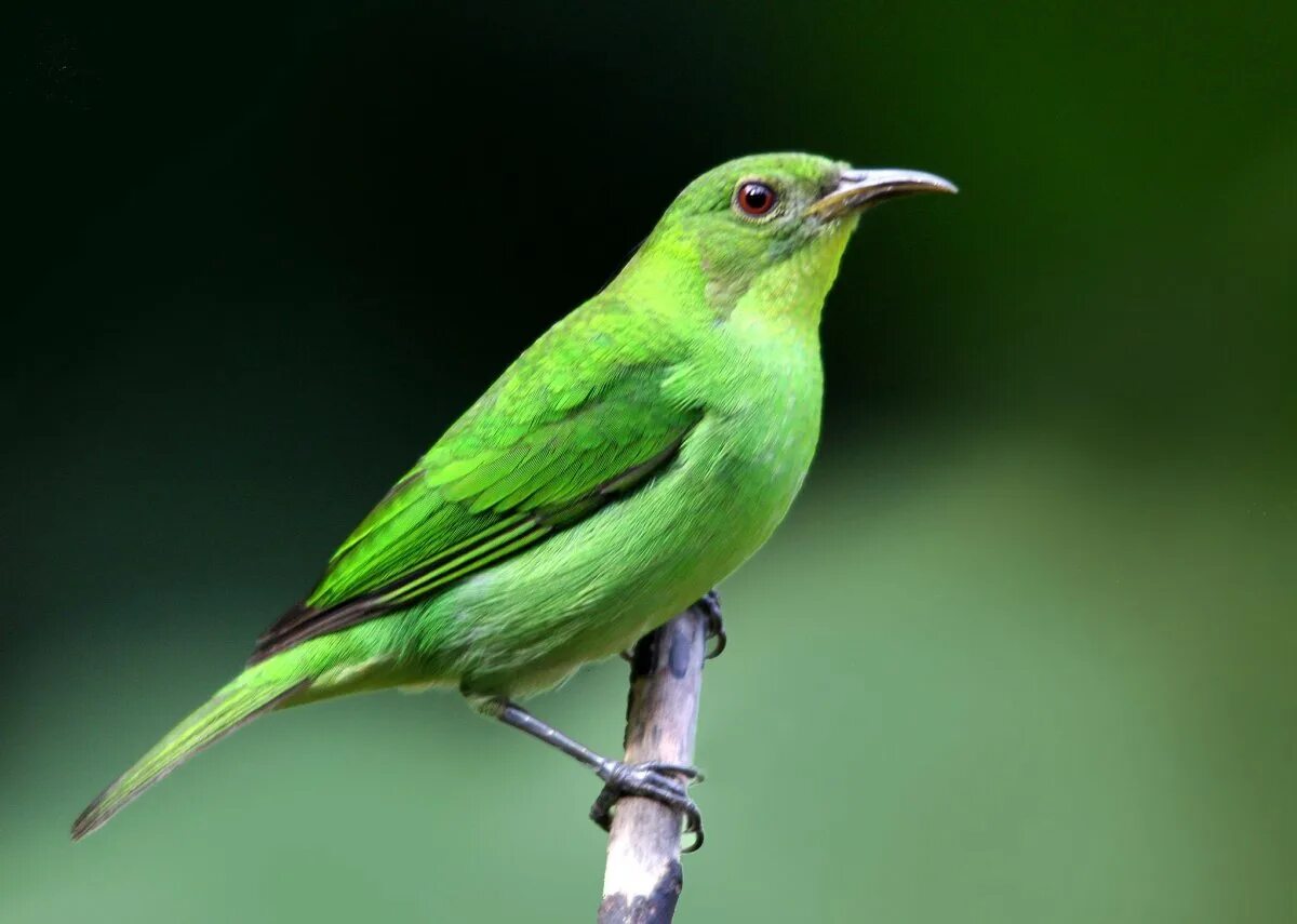 Фото зеленых птиц. Малый зелёный рогоклюв. Зеленая птица. Птичка зеленого цвета. Зелёная птица с длинным клювом.