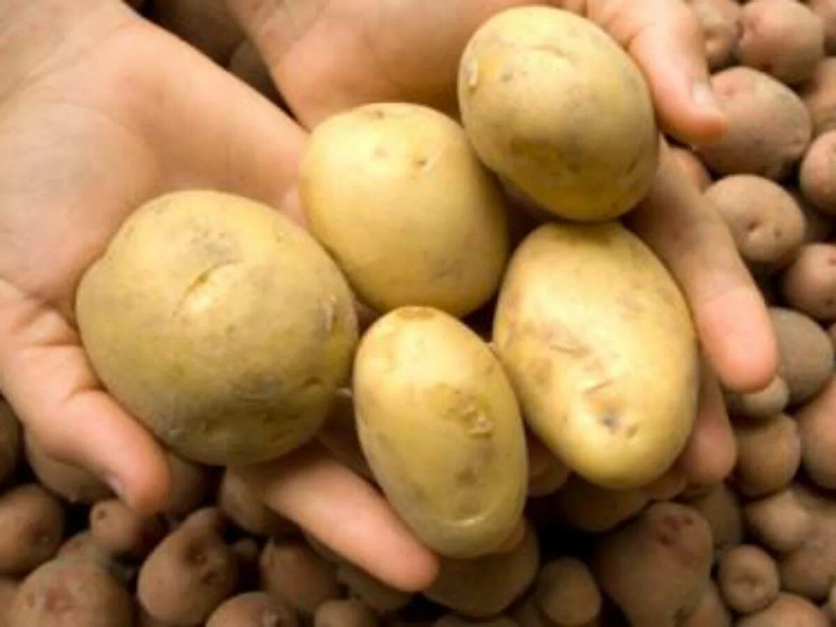 Какие семена картошки. Сорт картофеля Джувел. Картофель семенной Триумф. Сорт картофеля Триумф. Семена картофеля Триумф.