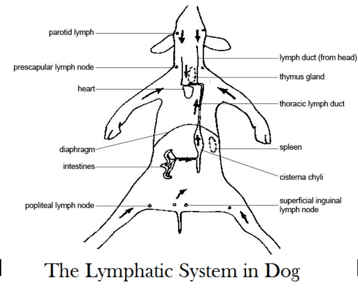 Лимфатическая система собаки схема. Лимфатическая система собаки расположение. Лимфатические узлы собаки анатомия. Лимфатические узлы собаки схема. Увеличены лимфоузлы у собаки