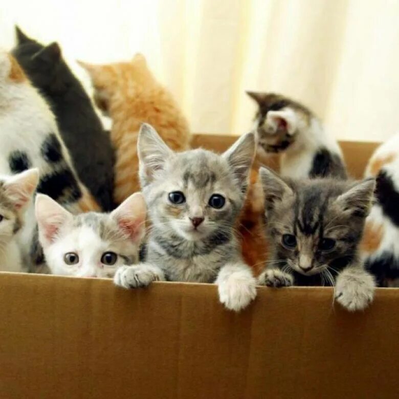 Много котят разноцветных. Много котов едят. 10000 котов. много котят в школе. доброе много котят.