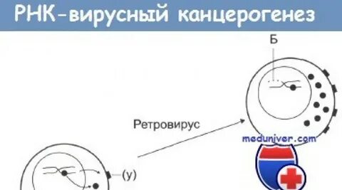Вирусный канцерогенез
