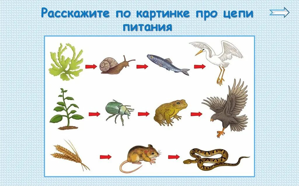 С какого начинается пищевая цепь. Цепи питания 5 кл биология. 5 Цепей питания 5 класс биология. Пищевые Цепочки 7 класс биология. Пищевая цепочка животных 5 класс биология.