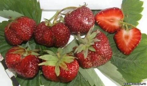 Клубника для урала лучшие