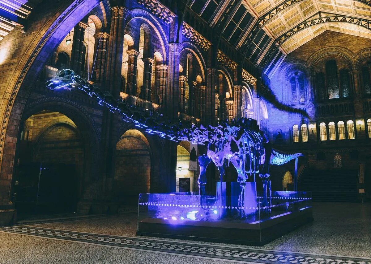 Музей в котором были представлены. Музей естествознания (natural history museum). натурал хистори музей лондон. исторический музей в лондоне. музей естествознания, лондон, великобритания.