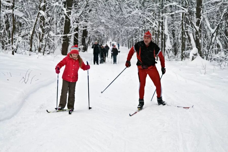 лыжная прогулка в лесу. катание на лыжах. катание на лыжах в лесу. лыжная прогулка. лыжная прогулка в лесу.