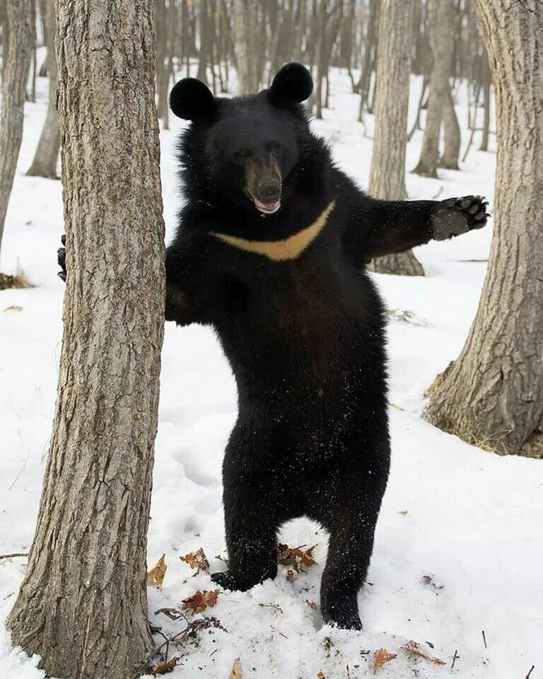 Большой гималайский медведь
