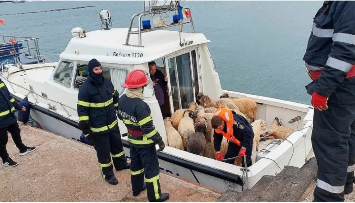 Корабль спасения. Затонуло судно с овцами. В черном море утонувшие суда.