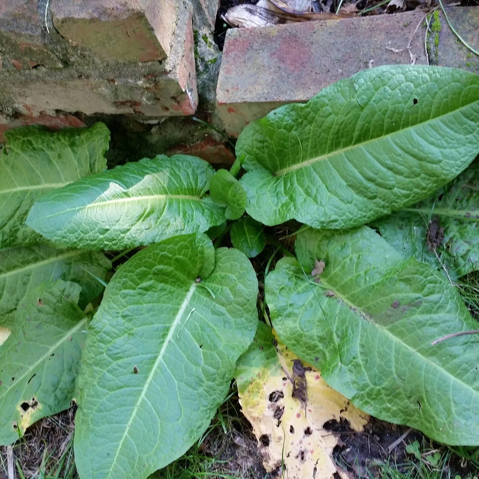 Щавель арбуз. Rumex obtusifolius щавель туполистный. Щавель дуболистный. Щавель курчавый. Щавель копьелистный.