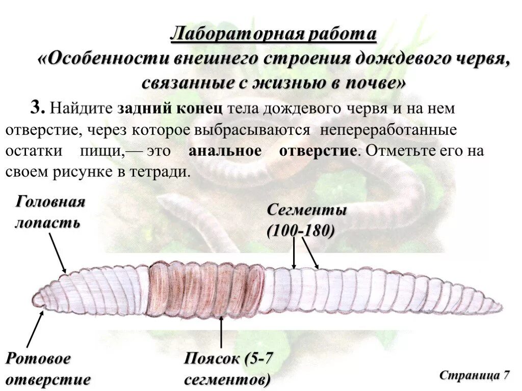 Тело дождевого червя имеет. Части тела дождевого червя 7 класс. Внешнее строение дождевого червя подписать части. Внешнее строение дождевого червяка. Строение дождевого червя внешнее строение.