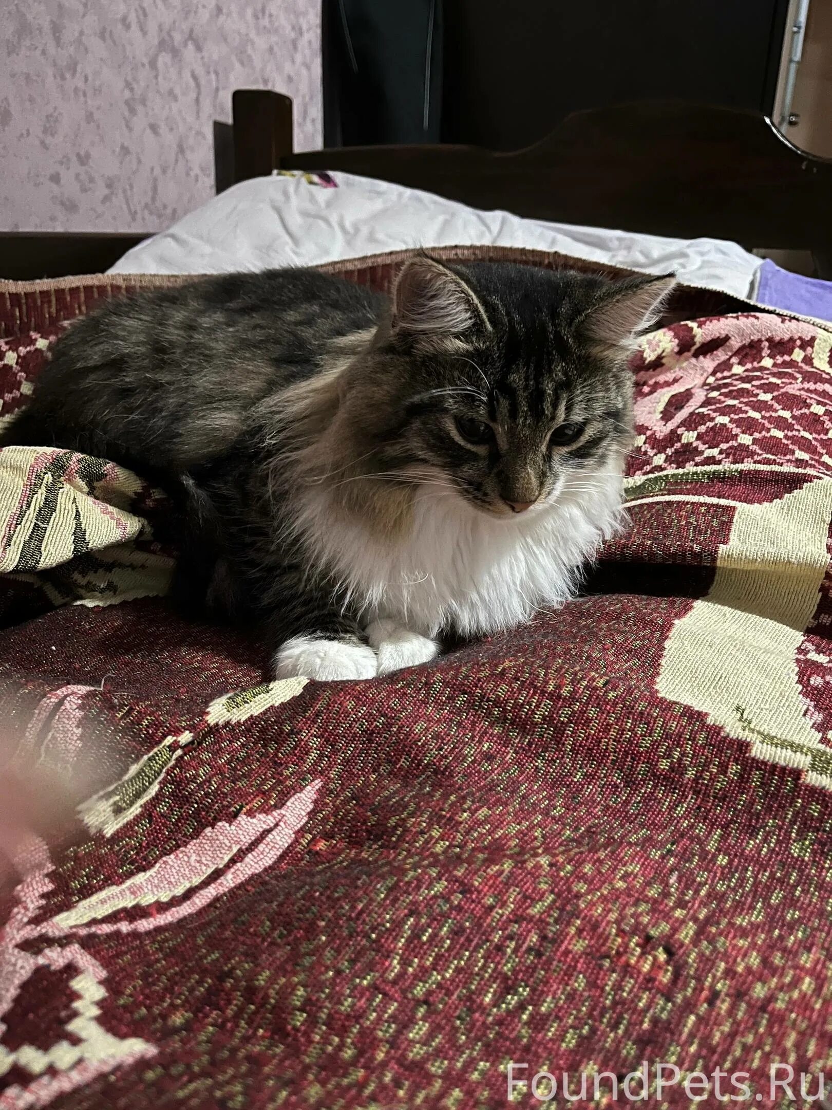 Кота нет неделю. Мы кота назвали фантик.