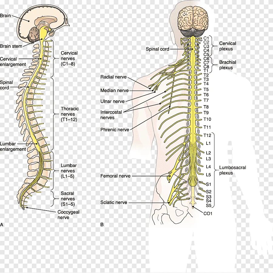 Нервная система спинной мозг анатомия. Спинномозговые нервы анатомия позвоночник. Спинной мозг спинномозговой нерв. Строение нервной системы человека шейный отдел позвоночника. Нервная система латынь