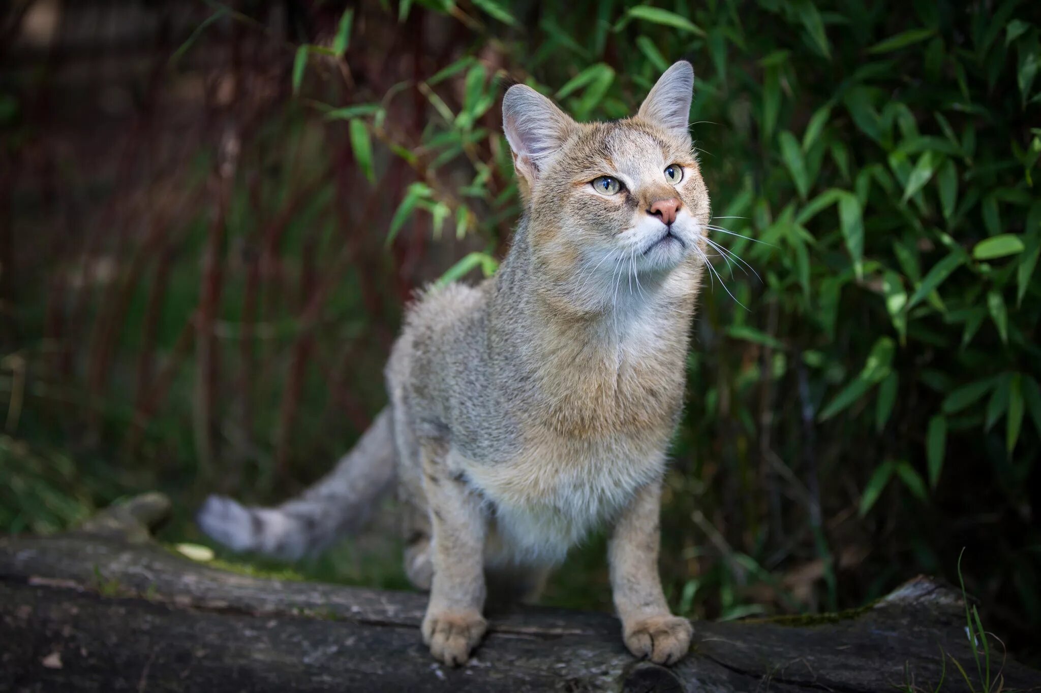 Как выглядит камышовый кот That Cuddly Kitty Is Deadlier Than You Think The New York Times