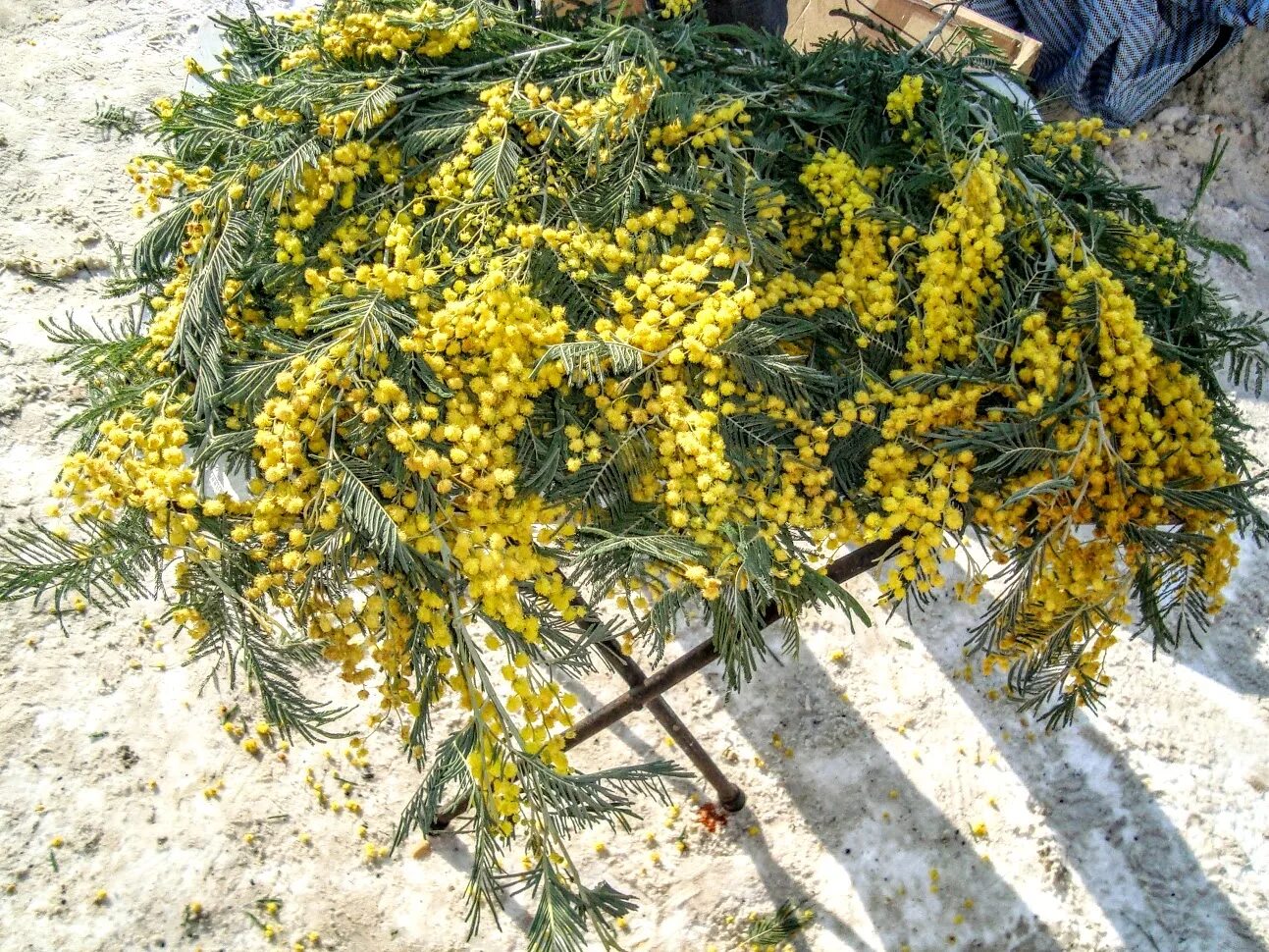 Акация серебристая мимоза. Цветущая мимоза дерево. Мимоза мирандол. Мимоза. Акация густоцветковая.