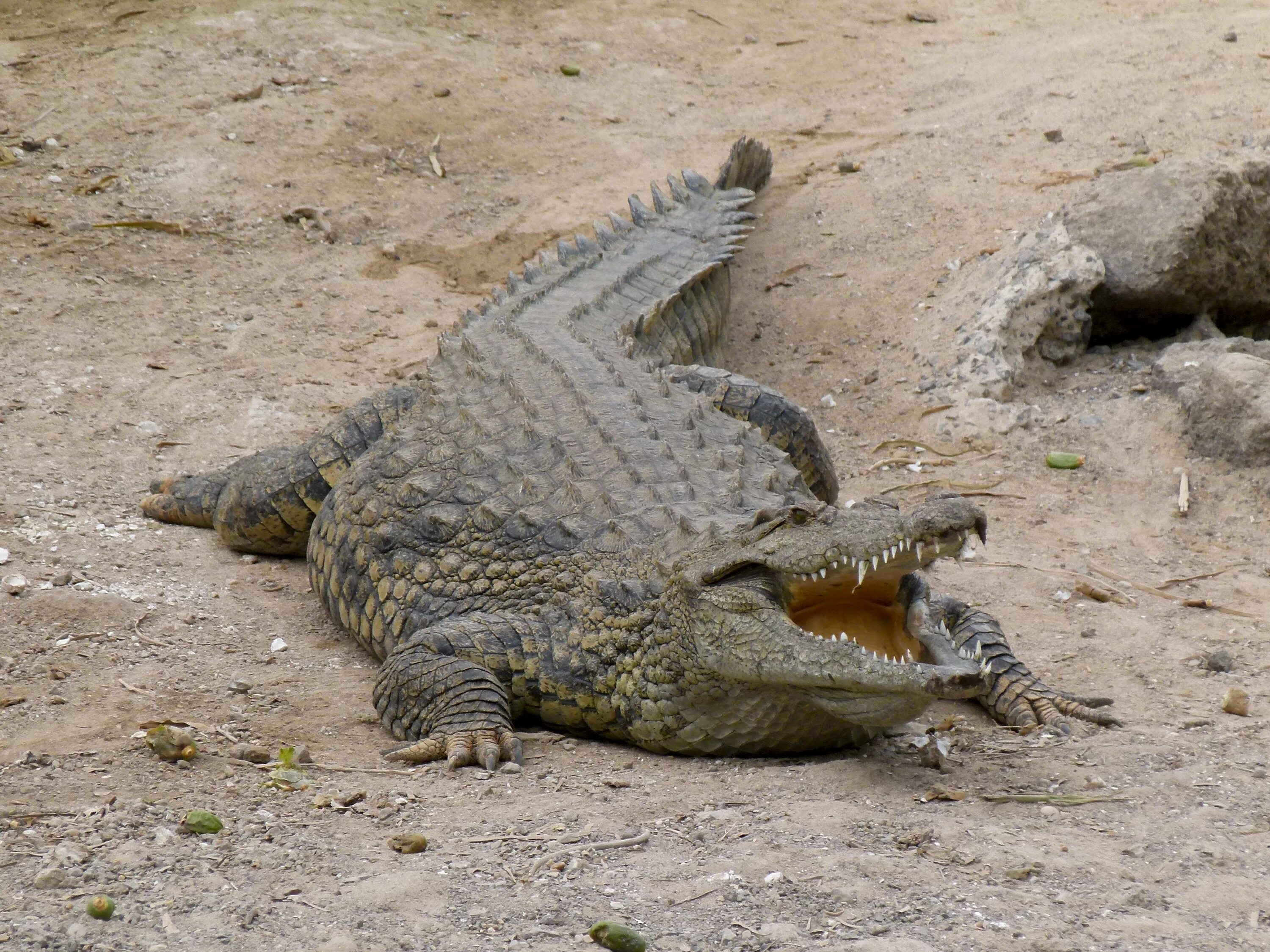 Колик крокодил. Нильский крокодил. Нильский крокодил Crocodylus niloticus. Гребнистый крокодил зеленый. Магер крокодил.