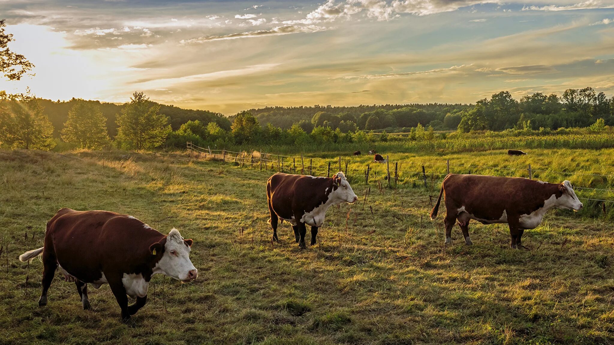 животноводство коровы. продам с х животных в крыму. животноводство коровы. коровы. животноводство республики крым.