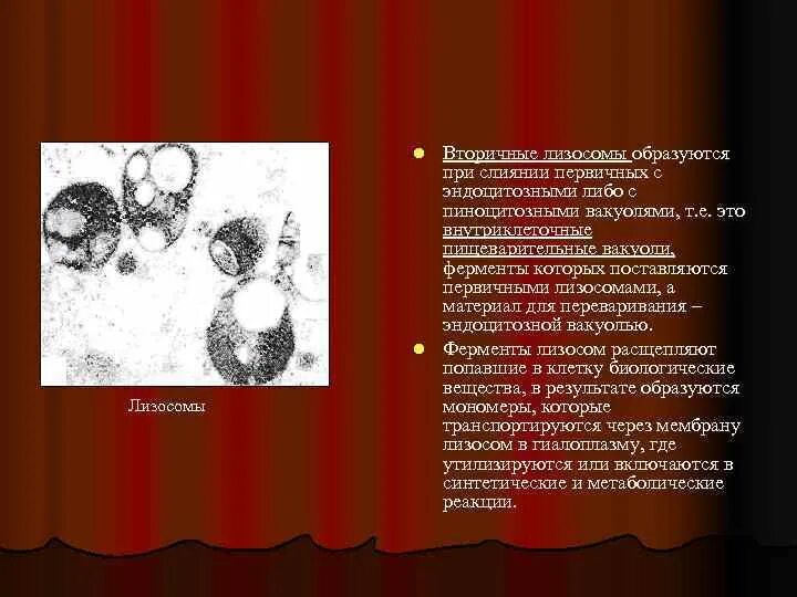 Слияние лизосомы с фагоцитозным пузырьком. Лизосомы образуются в. Первичные лизосомы имеют. Лизосомы формируются на. Образование первичных и вторичных лизосом.