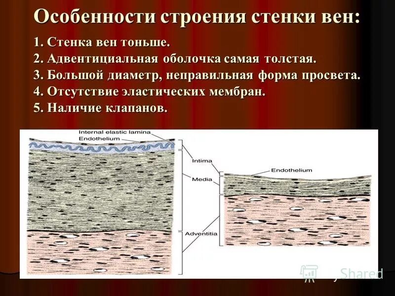 Адвентициальная оболочка. Разница адвентициальной и серозной оболочек. Адвентиция и серозная оболочка и брюшина. Функция адвентициальной оболочки. Адвентиция и серозная оболочка.