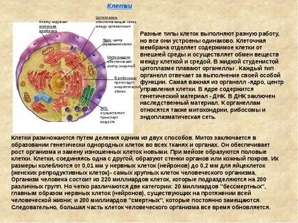 Обмен между клеткой и окружающей средой
