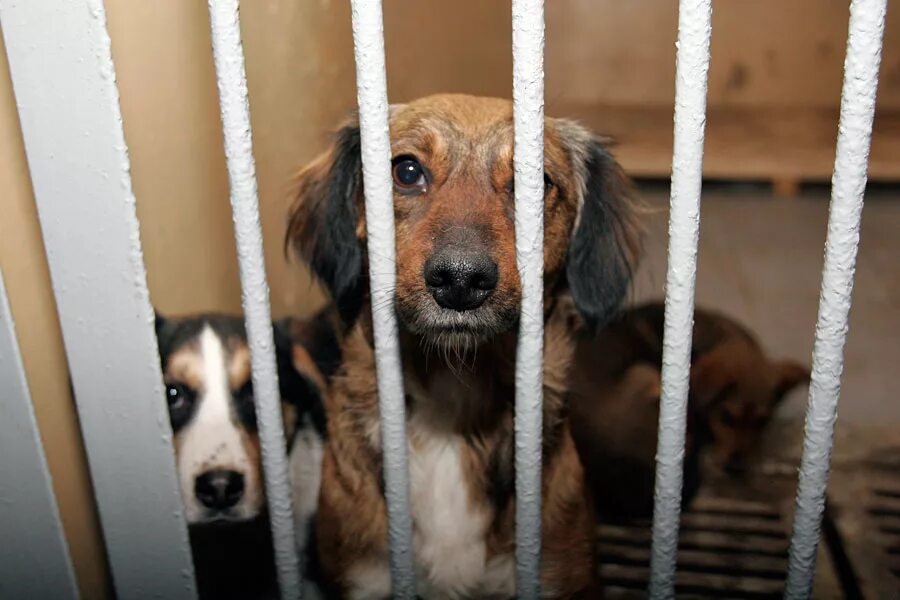 Приют для собак. Приют ржевка для бездомных животных. Щенки в приюте. Приют для собак маленьких пород. Приют ржевка спб.