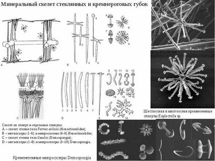 Скелет губки