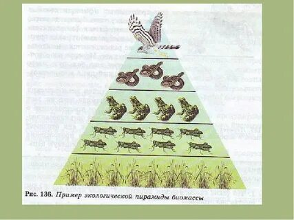 Цепь питания экологическая пирамида