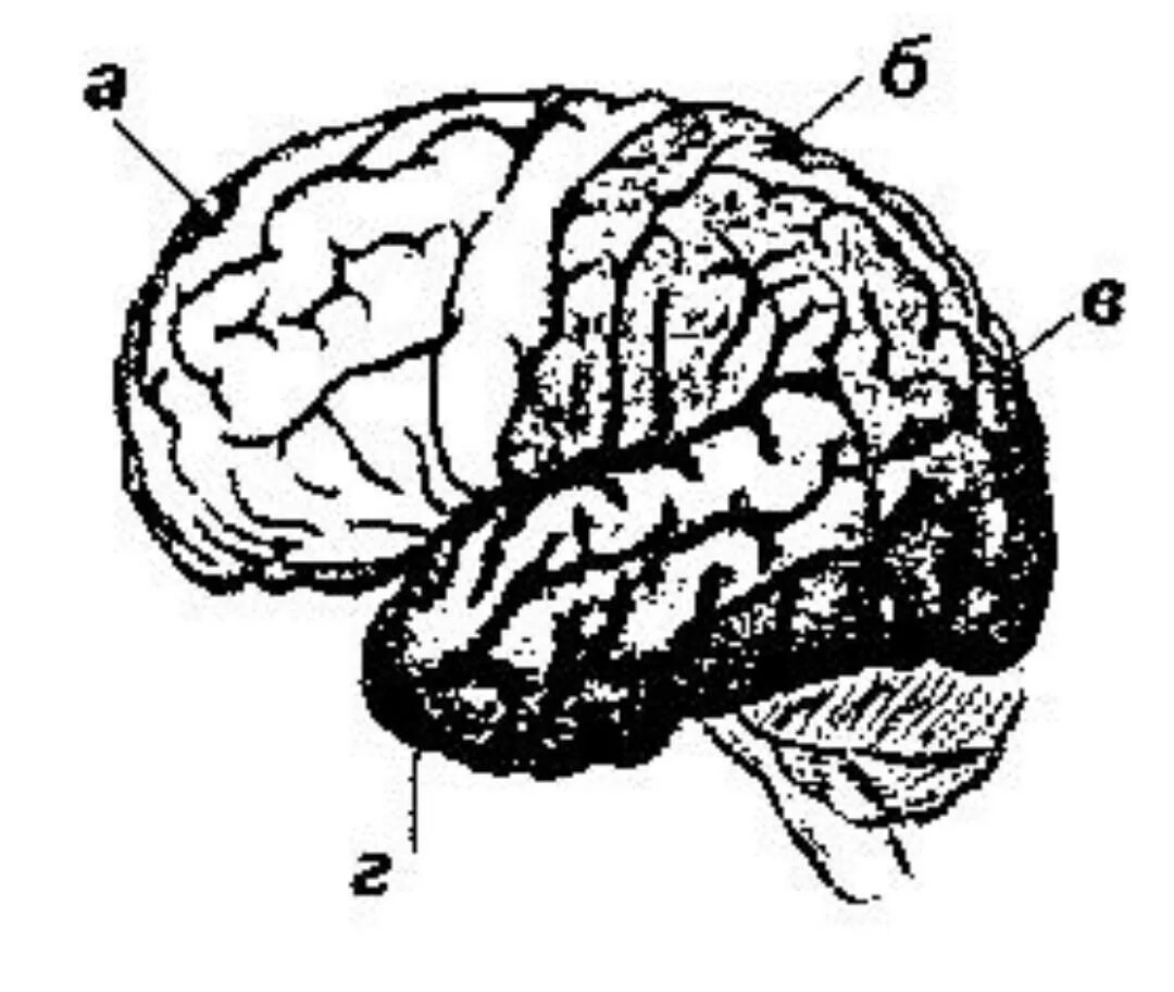 Мозг без полушарий. Извилины коры больших полушарий. Зоны коры головного мозга без подписей.