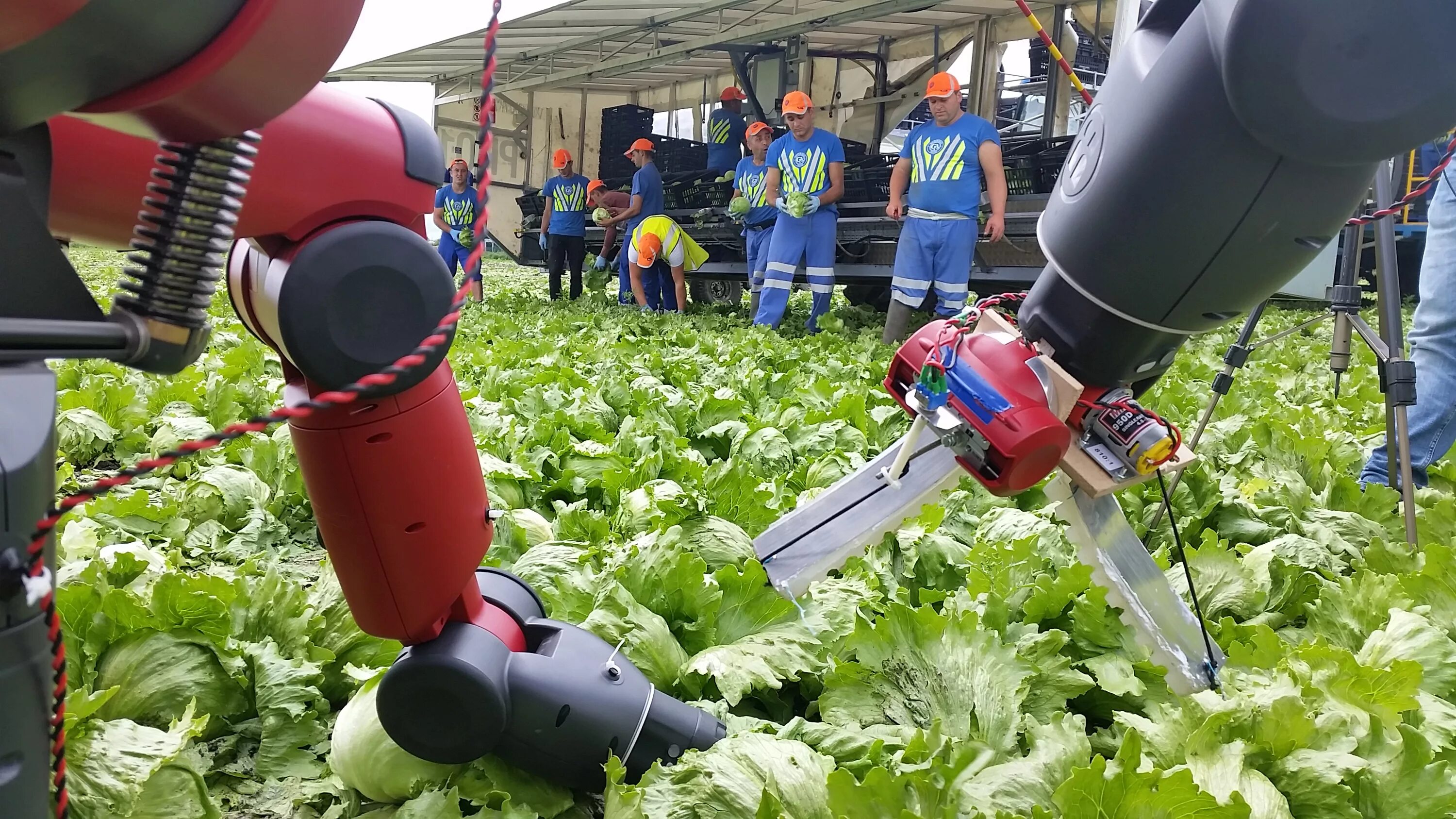 Роботы в сельском хозяйстве. Робототехника в сельском хозяйстве. Роботизированные системы в сельском хозяйстве. Роботы для сбора урожая. Ии в сельском хозяйстве