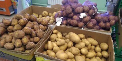 Картофель чувашия