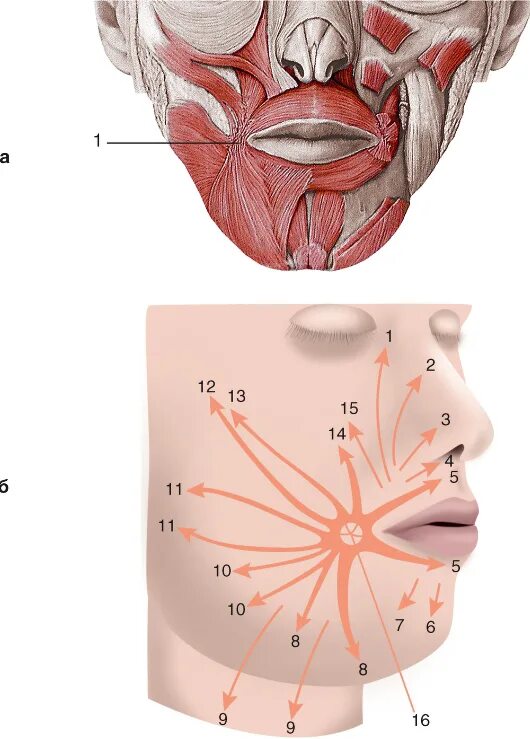 Строение дна полости рта анатомия. Мышцы окружающие ротовую. Мышцы окружающие ротовую. Мышцы дна ротовой полости на кт. Мышцы окружающие ротовую.