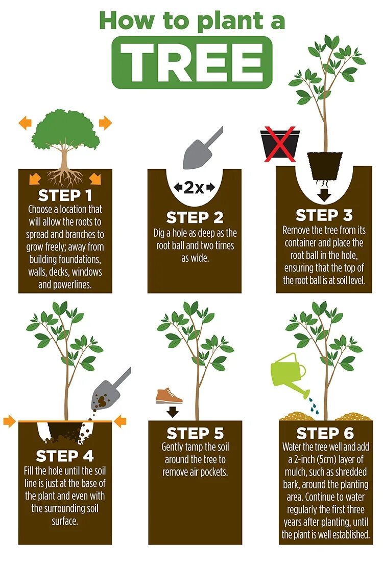 How many plants. Дерево Plant. Planting Trees. Plant Trees instruction. Gardening planting Trees.