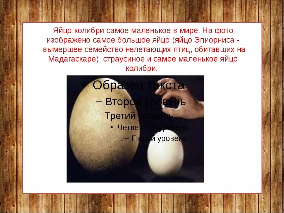 Самое сильное яйцо. Факты о яйцах. Факты о яйцах куриных. Интересные факты о яйцах. Необычные факты про яйца.